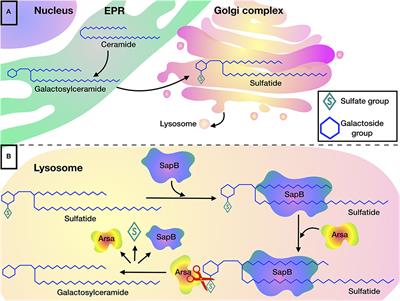 Metachromatic Leukodystrophy: Diagnosis, Modeling, and Treatment Approaches